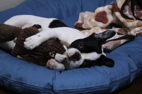 Squirrel With Squeaker