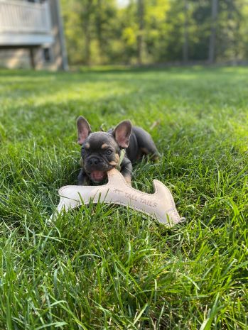 Natural Leather Antler Toy